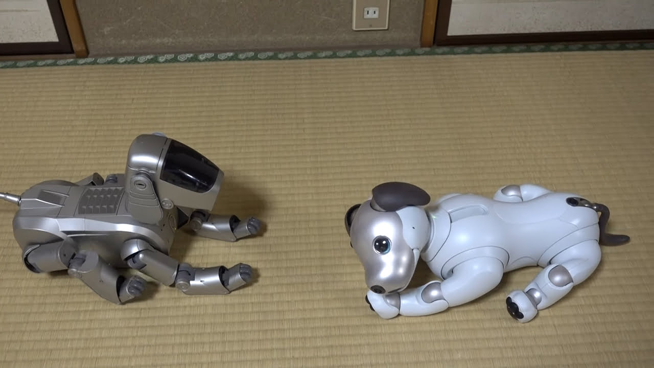 aibo cat