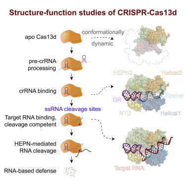 Crispr-Cas13B