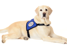 The Therapy Dogs To Reducing Stress And Anxiety 2 The Therapy Dogs To Reducing Stress And Anxiety