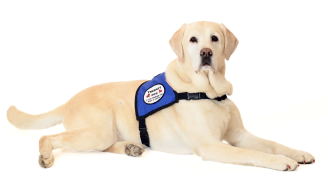 an image of therapy dog sitting