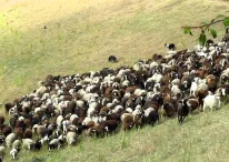 Goats and sheep grazing