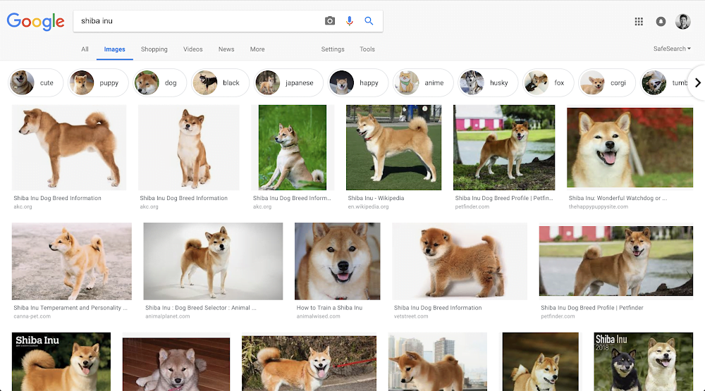 Google Search Results Showing Shiba Dogs