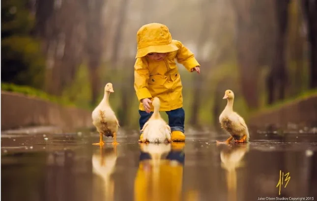 A photograph of a child playing with ducks in the rain