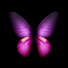 Samsung Galaxy Fold Live And Static Wallpapers Available For Download 3 Purple Galaxy Fold Butterfly Wallpaper