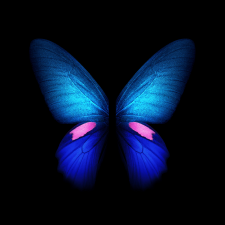 Samsung Galaxy Fold Live And Static Wallpapers Available For Download 4 Blue Butterfly Galaxy Fold Wallpaper