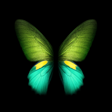 Samsung Galaxy Fold Live And Static Wallpapers Available For Download 2 Ocean Green Galaxy Fold Butterfly Wall