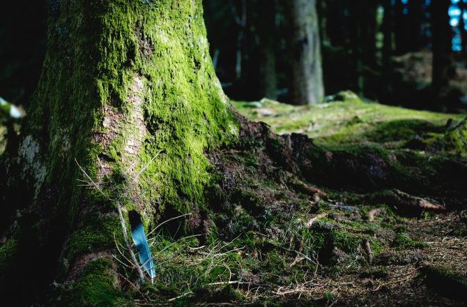 A Photo Of A Tree Stem In A Jungle